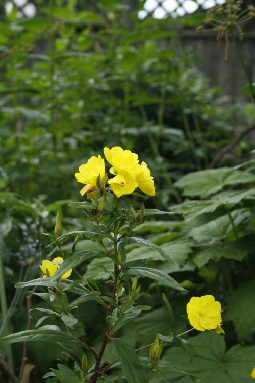 Oenothera fruticosa, Narrow-Leaved Evening-Primrose 