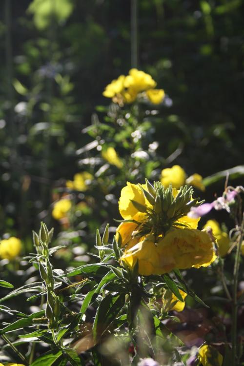 Oenothera fruticosa, Narrow-Leaved Evening-Primrose 