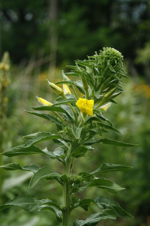Oenothera biennis, Common Evening Primrose 