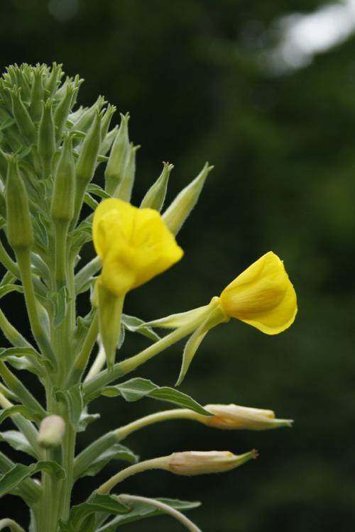 Oenothera biennis, Common Evening Primrose 