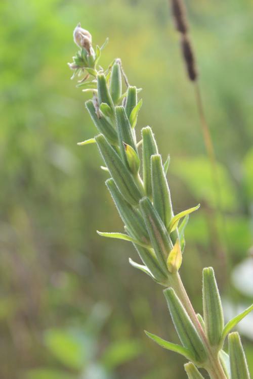 Oenothera biennis, Common Evening Primrose 