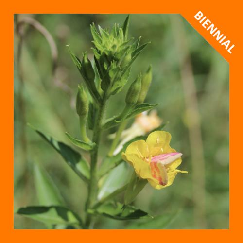 Oenothera biennis, Common Evening Primrose 