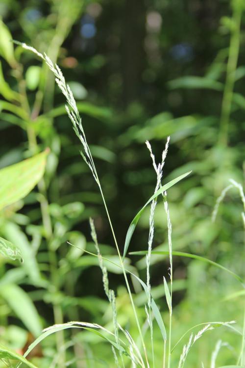 Muhlenbergia mexicana, Leafy Satin Grass 