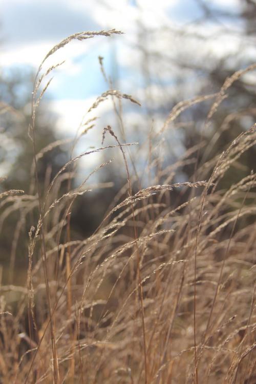 Muhlenbergia mexicana, Leafy Satin Grass 