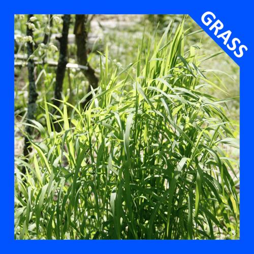Muhlenbergia mexicana, Leafy Satin Grass 