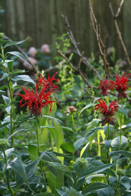 Monarda didyma, Red Beebalm 