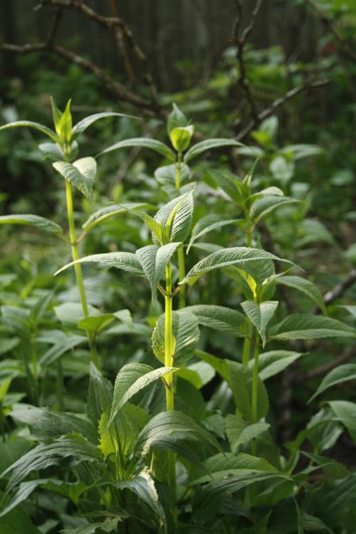 Monarda didyma, Red Beebalm 