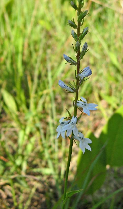 Lobelia spicata, Pale Spike Lobelia