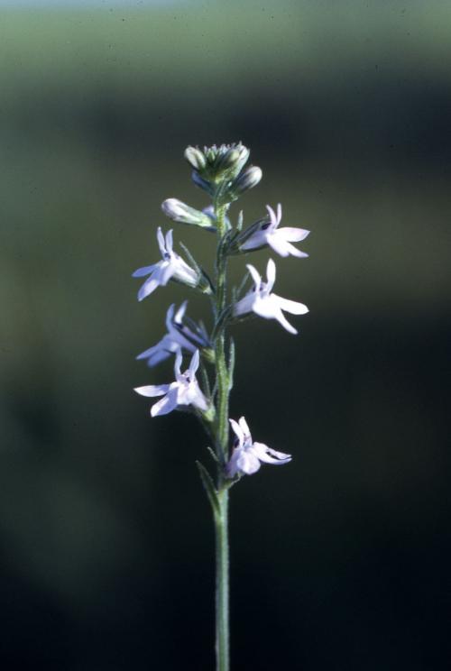 Lobelia spicata, Pale Spike Lobelia