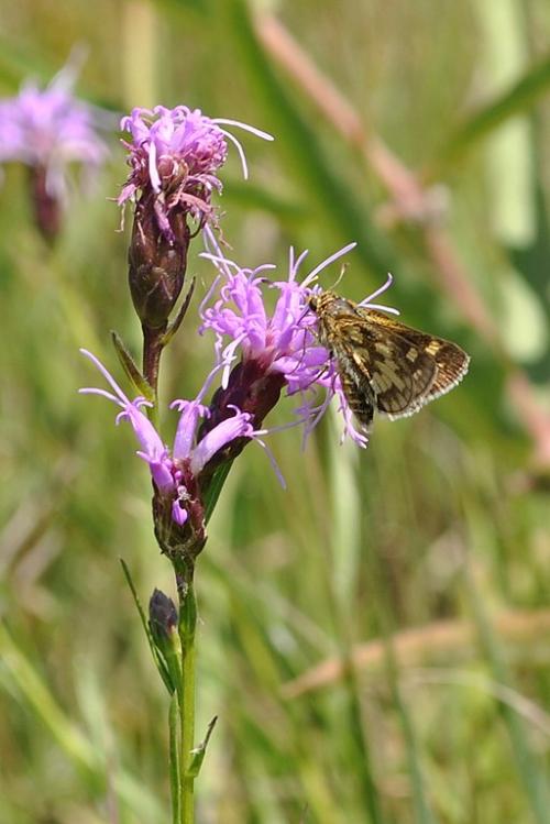 Liatris cylindracea, Slender Blazing Star 