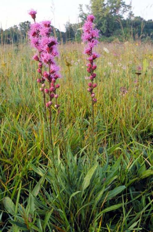 Liatris aspera, Button Blazing Star  