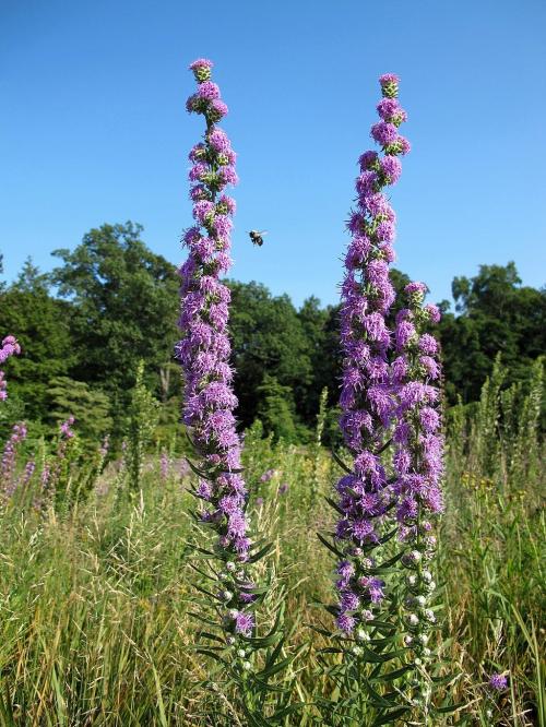 Liatris aspera, Button Blazing Star  