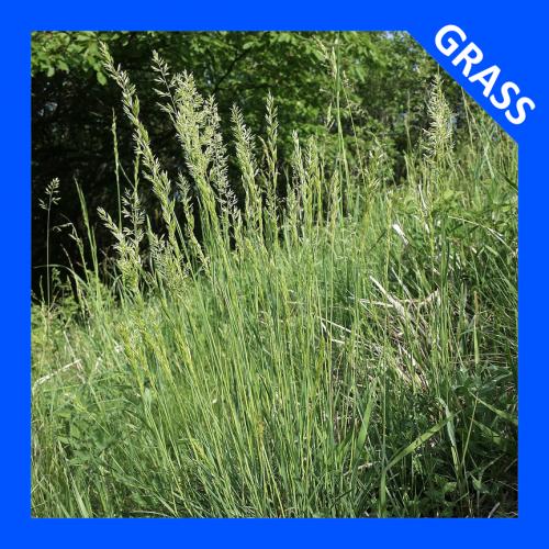 Koeleria macrantha, June Grass