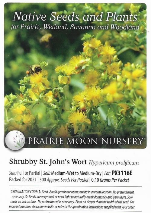 Hypericum prolificum, Shrubby St. John&#039;s Wort 