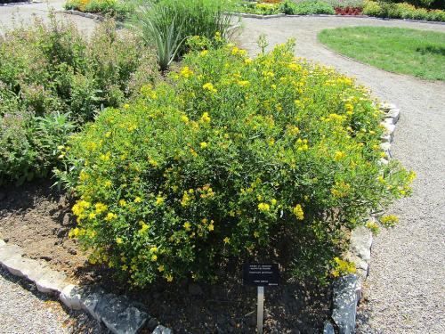 Hypericum prolificum, Shrubby St. John&#039;s Wort 