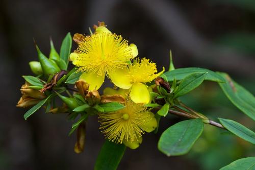 Hypericum prolificum, Shrubby St. John&#039;s Wort 