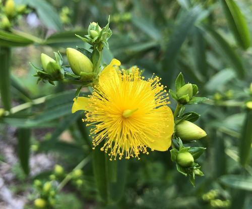 Hypericum prolificum, Shrubby St. John&#039;s Wort 