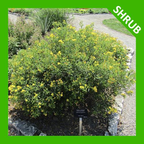 Hypericum prolificum, Shrubby St. John&#039;s Wort 