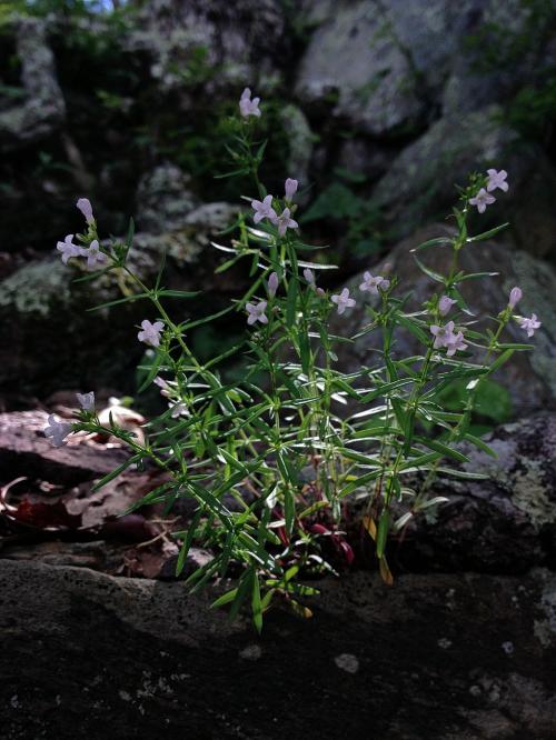 Houstonia longifolia, Longleaf Bluets  