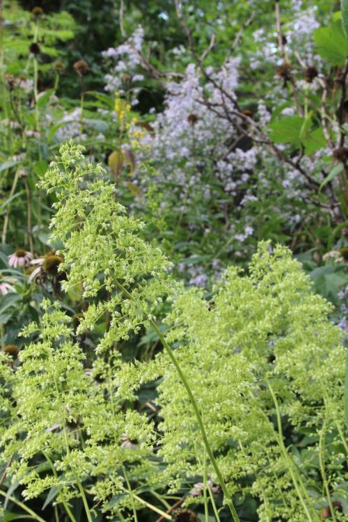 ~ Heuchera villosa var. macrorhiza, Giant Alumroot