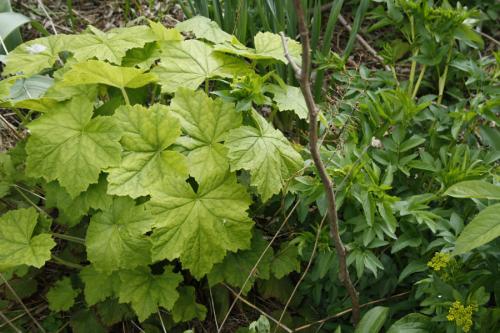 ~ Heuchera villosa var. macrorhiza, Giant Alumroot