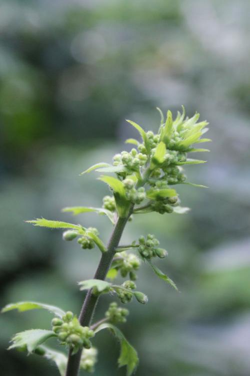 ~ Heuchera villosa var. macrorhiza, Giant Alumroot