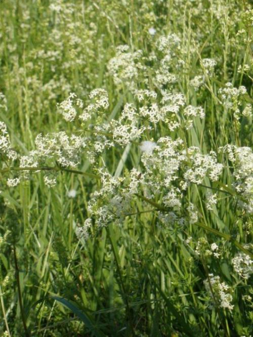 Galium concinnum, Shining Bedstraw  