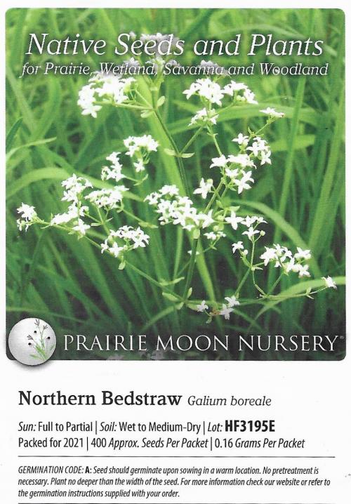 Galium boreale, Northern Bedstraw  