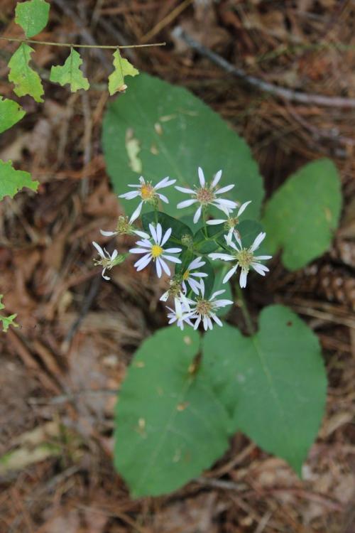 Eurybia macrophylla, Bigleaf Aster 
