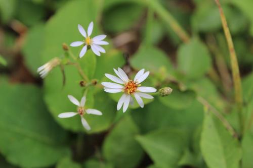 Eurybia macrophylla, Bigleaf Aster 