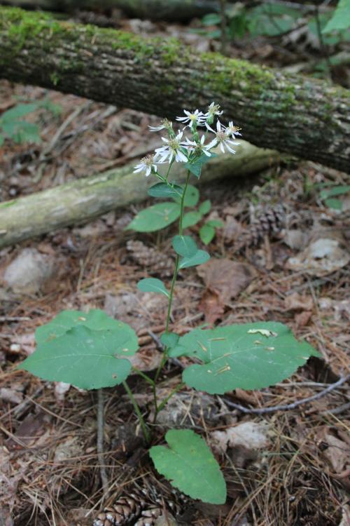 Eurybia macrophylla, Bigleaf Aster 