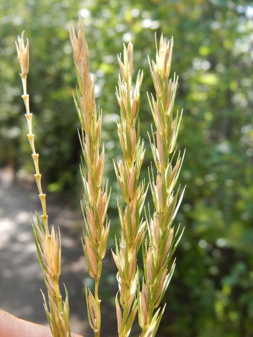 Elymus virginicus, Virginia Wild Rye