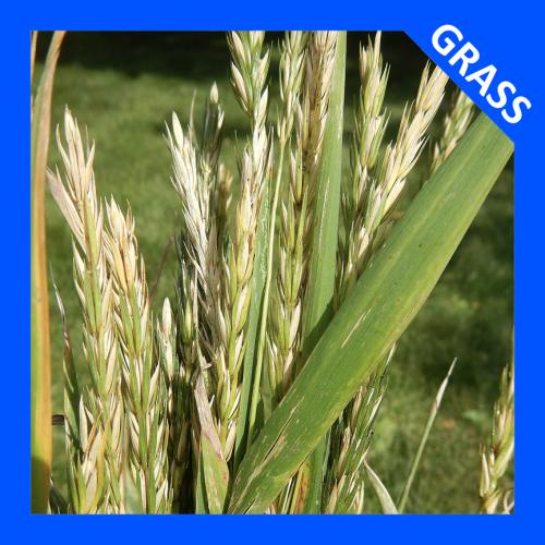Elymus virginicus, Virginia Wild Rye