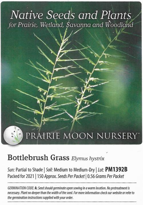 Elymus hystrix, Bottlebrush Grass  