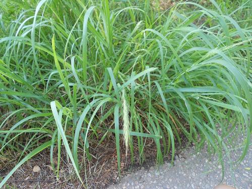 Elymus canadensis, Canada Wild Rye  