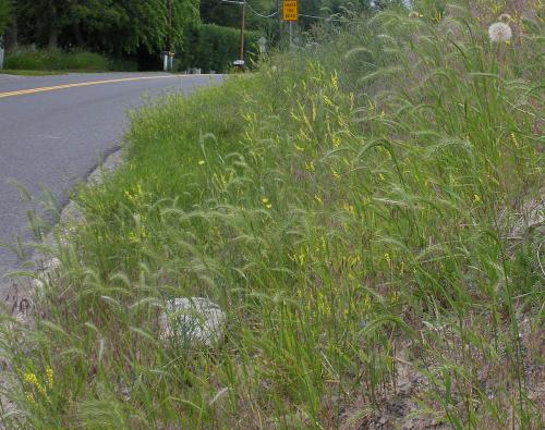 Elymus canadensis, Canada Wild Rye  