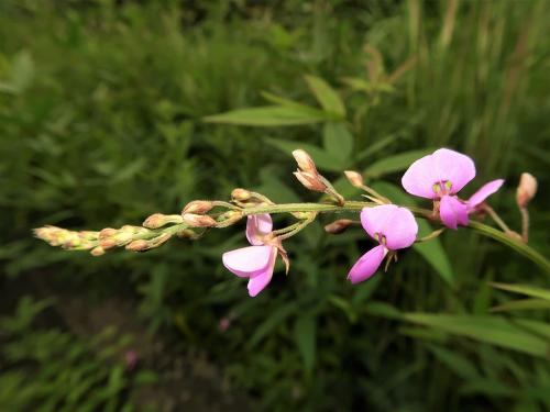 Desmodium paniculatum, Panicled Tick Trefoil  