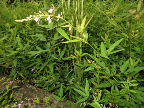 Desmodium paniculatum, Panicled Tick Trefoil  