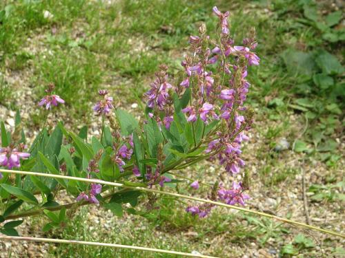 Desmodium paniculatum, Panicled Tick Trefoil  