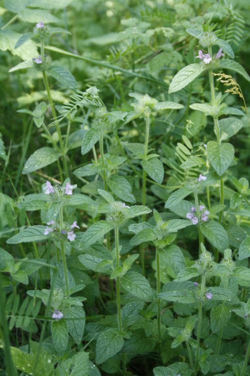 Clinopodium vulgare, Wild Basil