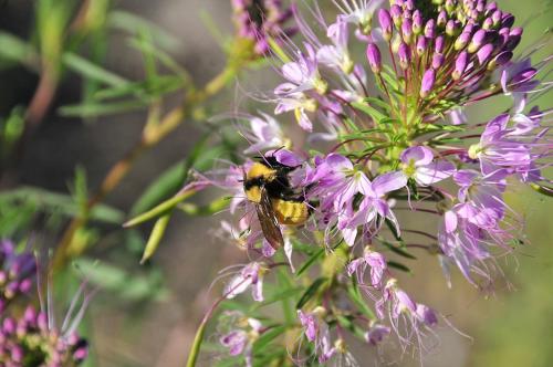 ~ Peritoma serrulata, Rocky Mountain Bee Plant 