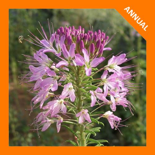 ~ Peritoma serrulata, Rocky Mountain Bee Plant 