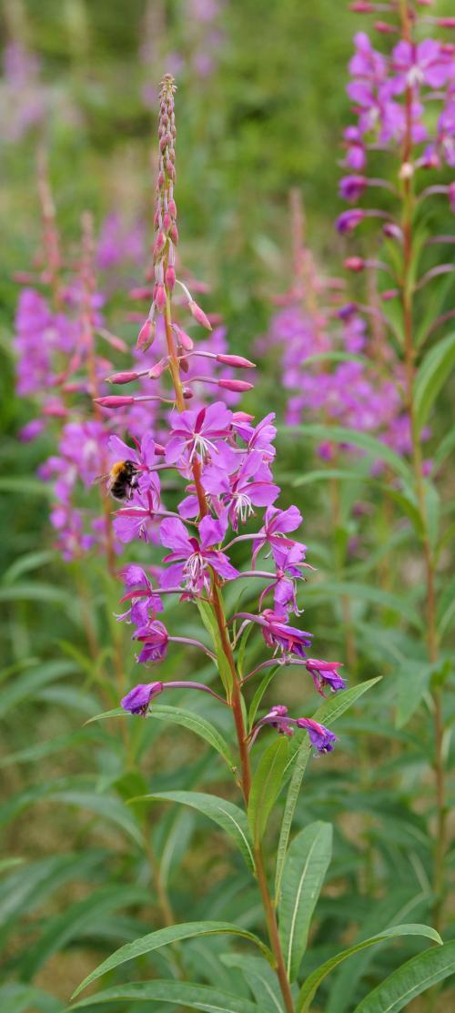 Chamaenerion angustifolium, Fireweed 