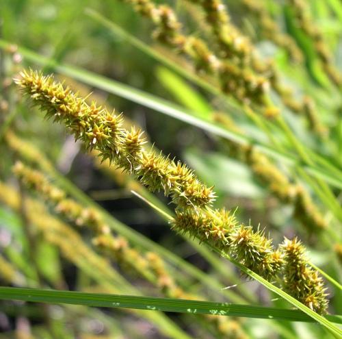 Carex vulpinoidea, Brown Fox Sedge  
