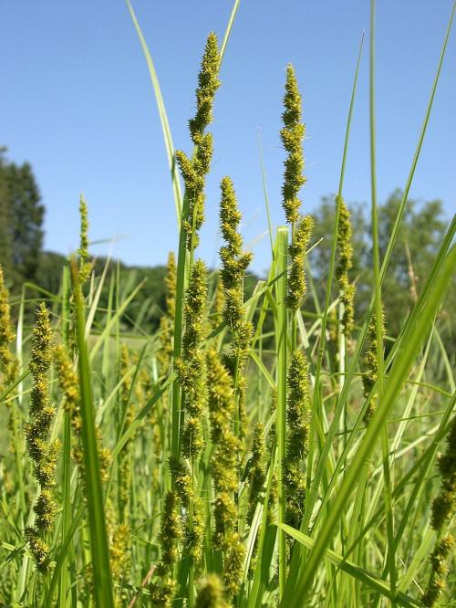 Carex vulpinoidea, Brown Fox Sedge  