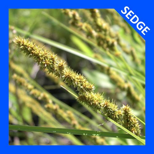 Carex vulpinoidea, Brown Fox Sedge  