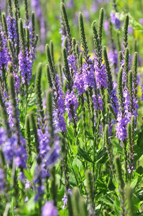Verbena stricta, Hoary Vervain