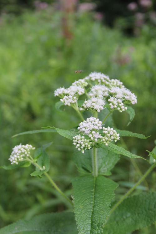 Eupatorium perfoliatum, Common Boneset