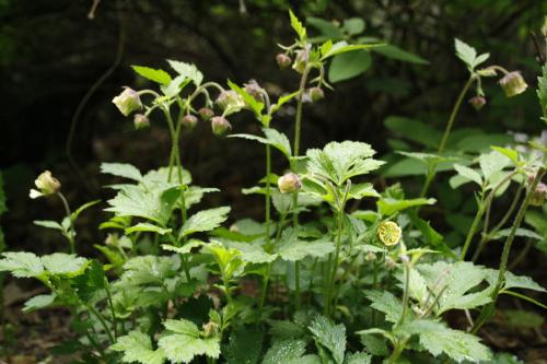 Geum rivale, Water Avens