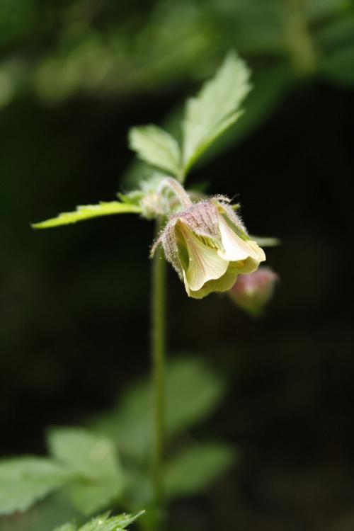 Geum rivale, Water Avens